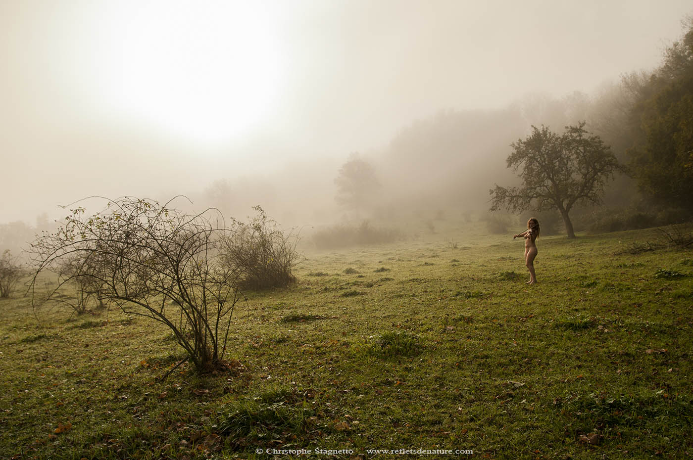 arbre brume violon loading=