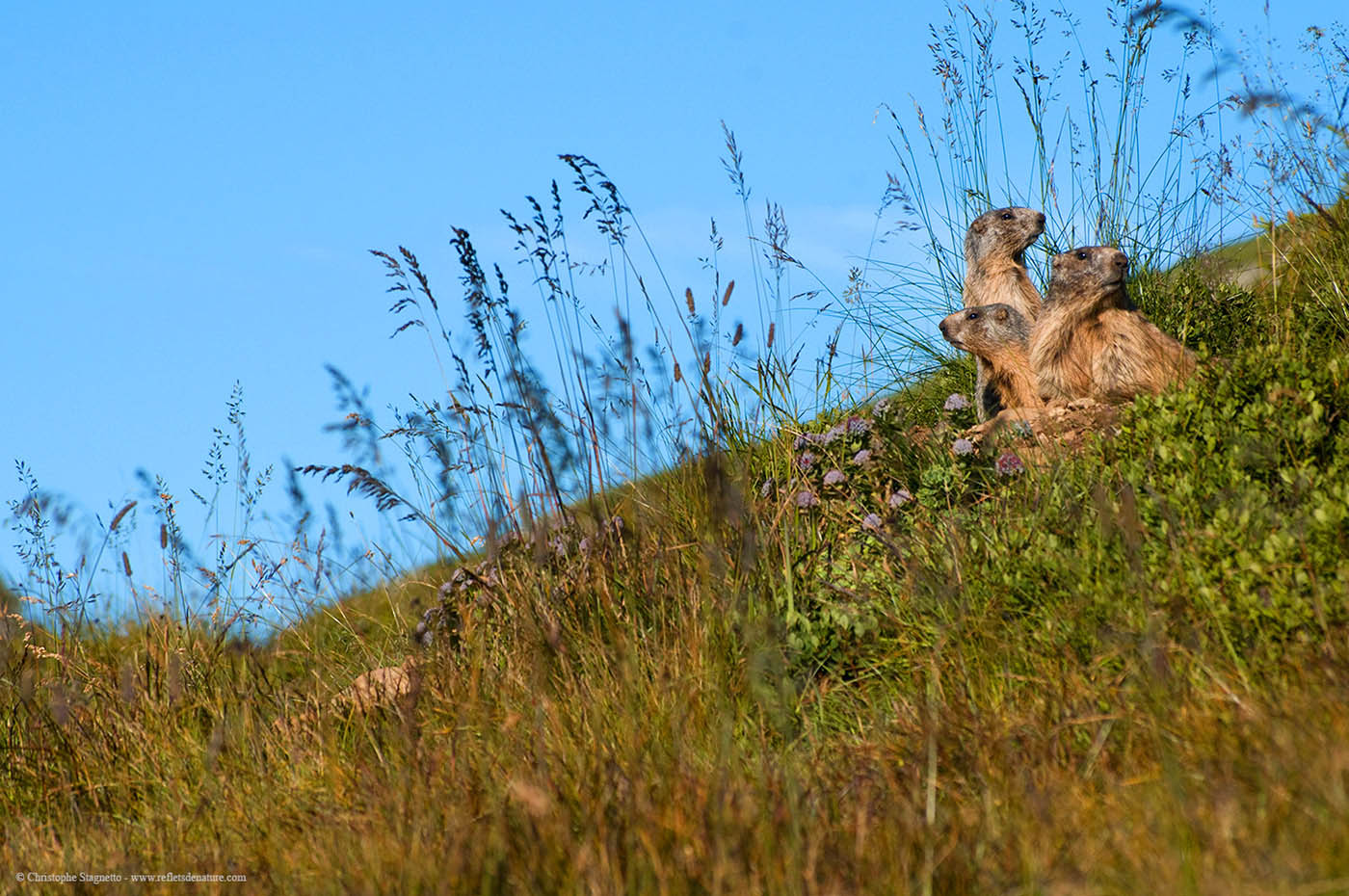 famille marmottes loading=