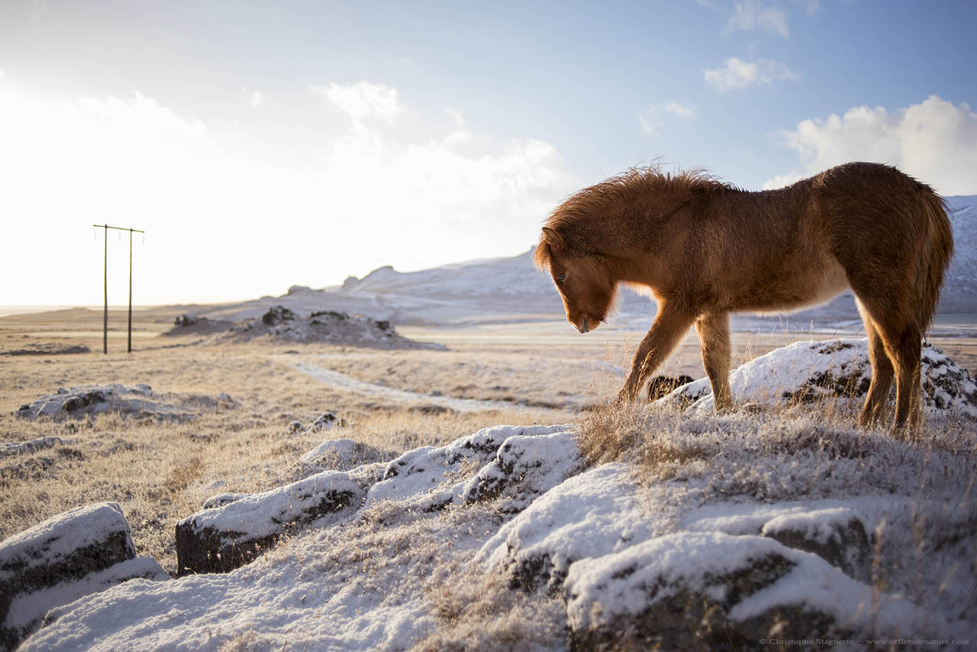 horse iceland loading=