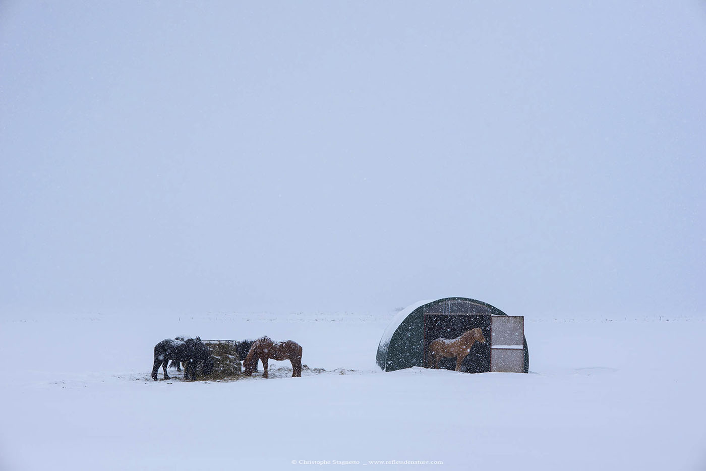 horse skagafjörður loading=