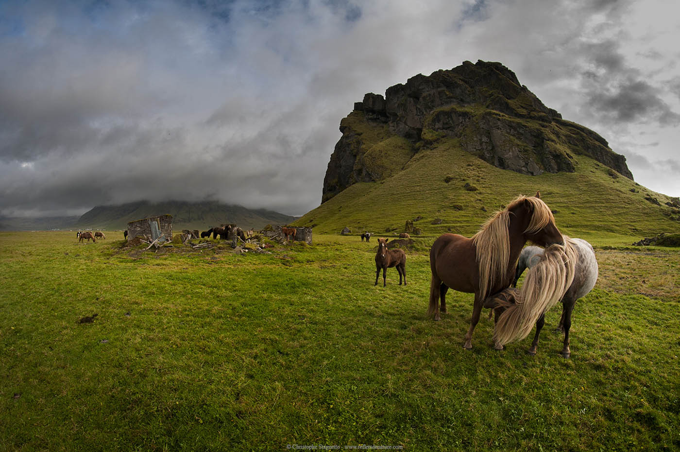 icelandic horse loading=