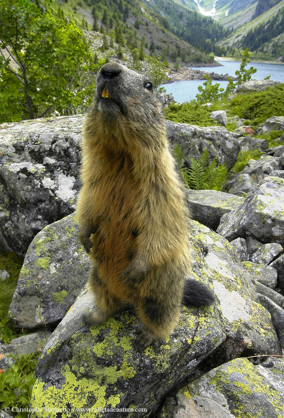 lac marmotte lauvitel loading=