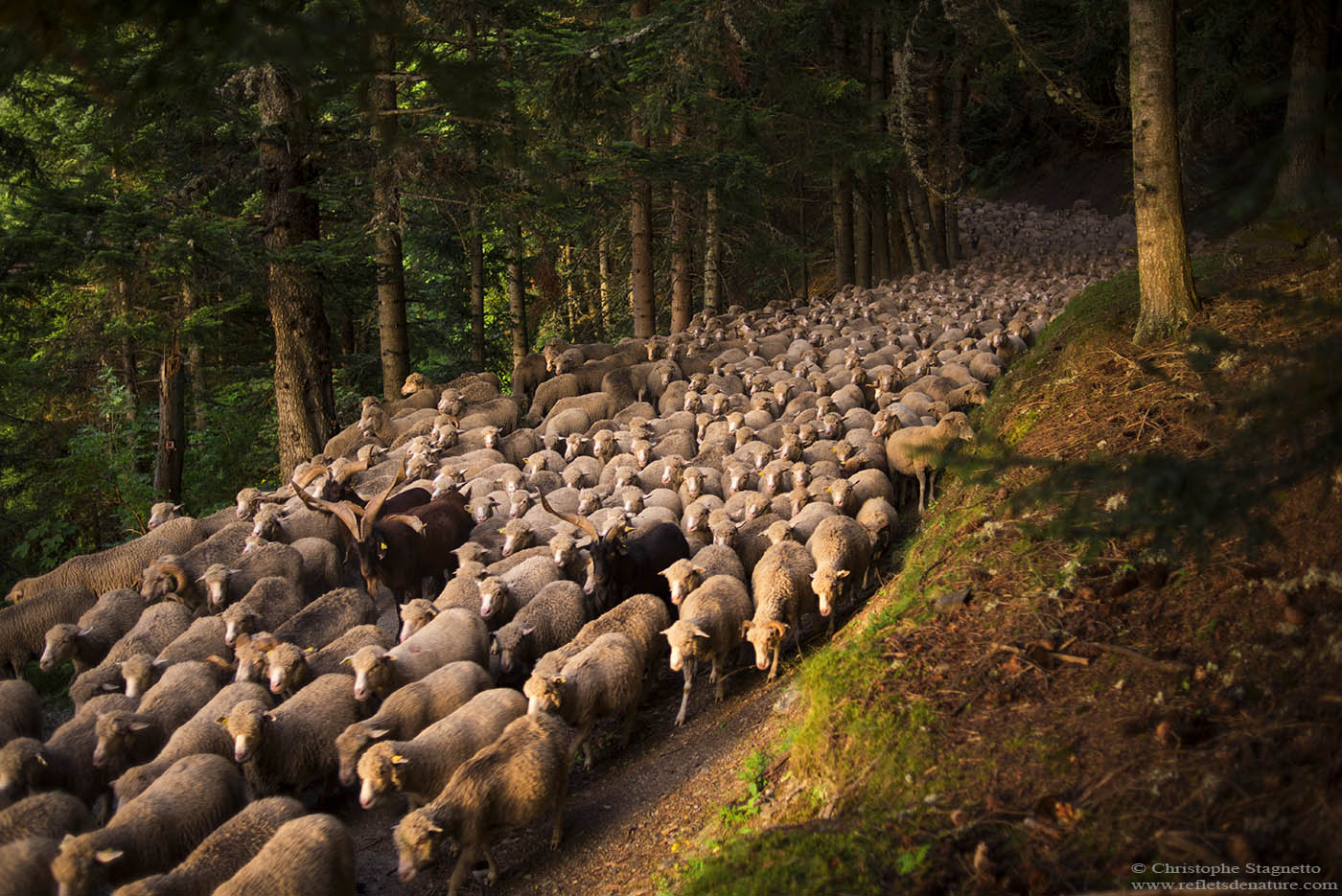 pastoralisme alpes loading=