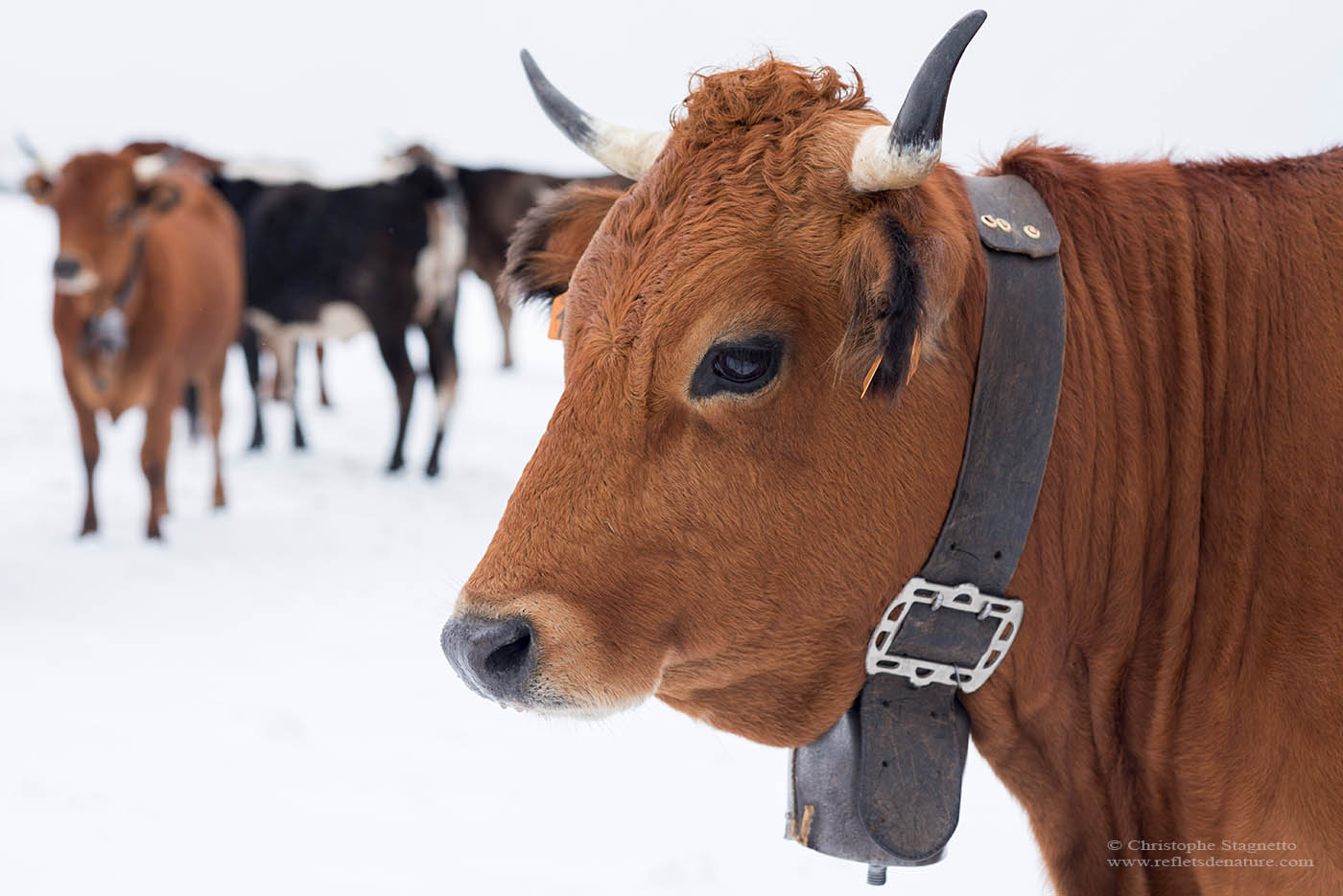 portrait vaches loading=