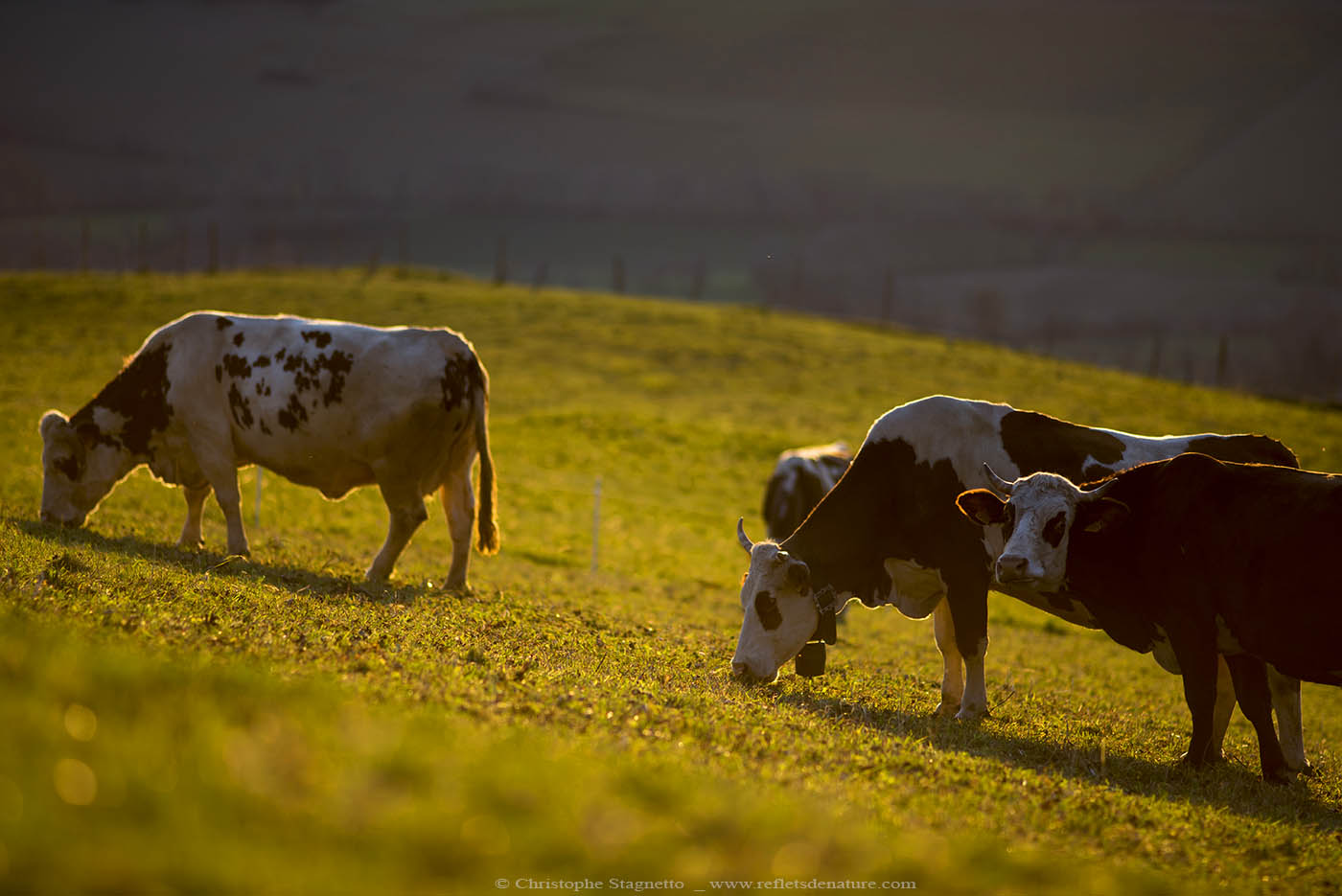 sunset cows loading=